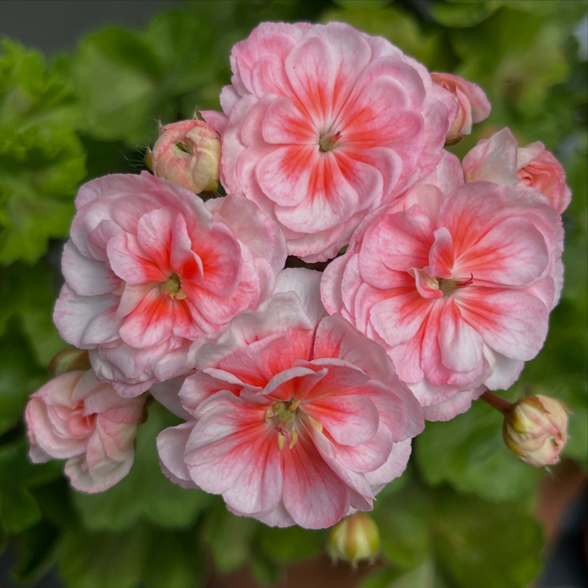 Dragonfly’s Ebba Novis