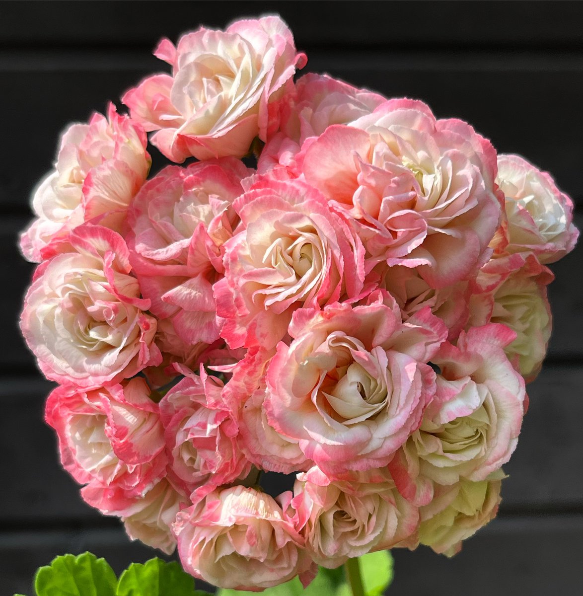 Exotica Appleblossom