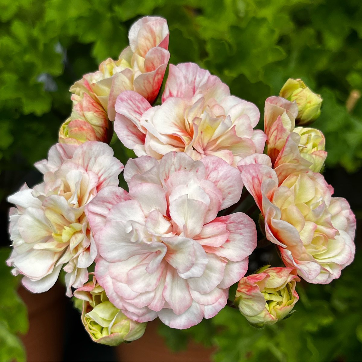 Iriol Alionora Akvitanskaja