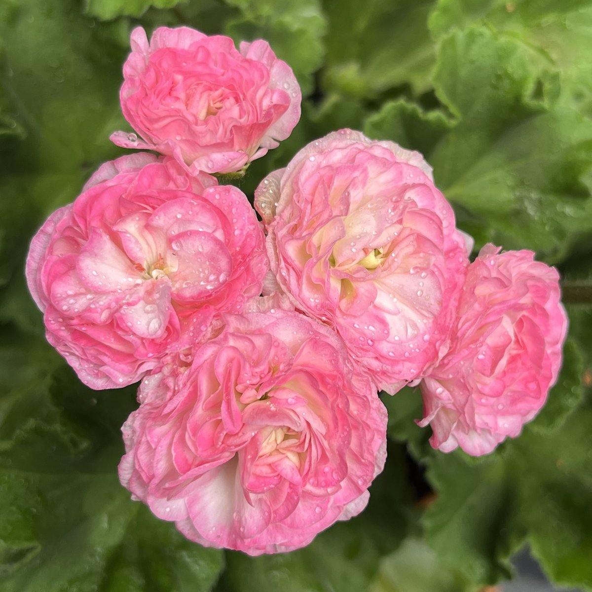 Kvarnlyckans Anna - Jeanette